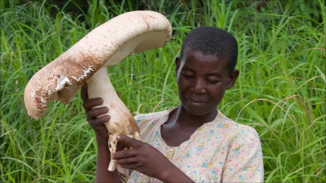 Термитомицес гриб