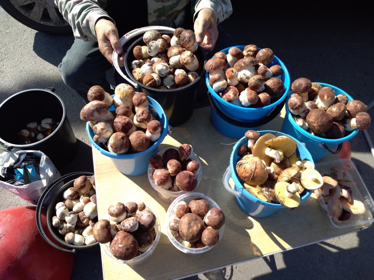 Гиднеллум ПЕКА несъедобные грибы