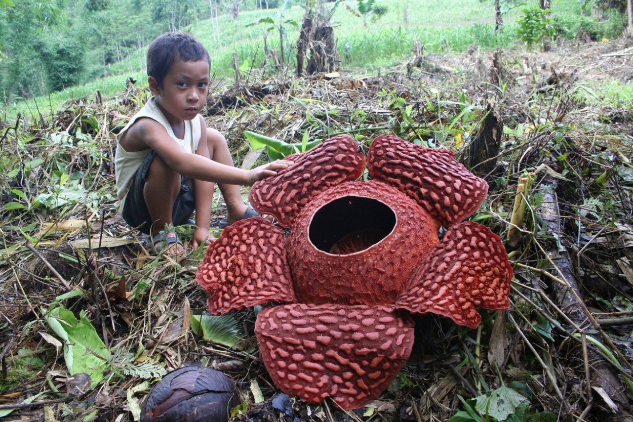 Грибная Поляна белых белых грибов
