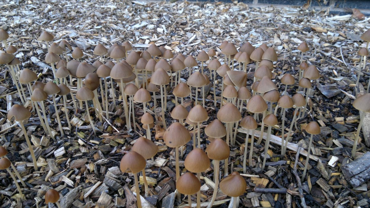 Грибной туризм