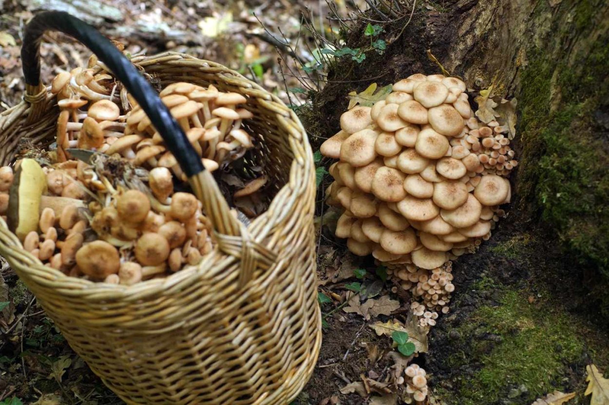 Лесная Поляна с грибами