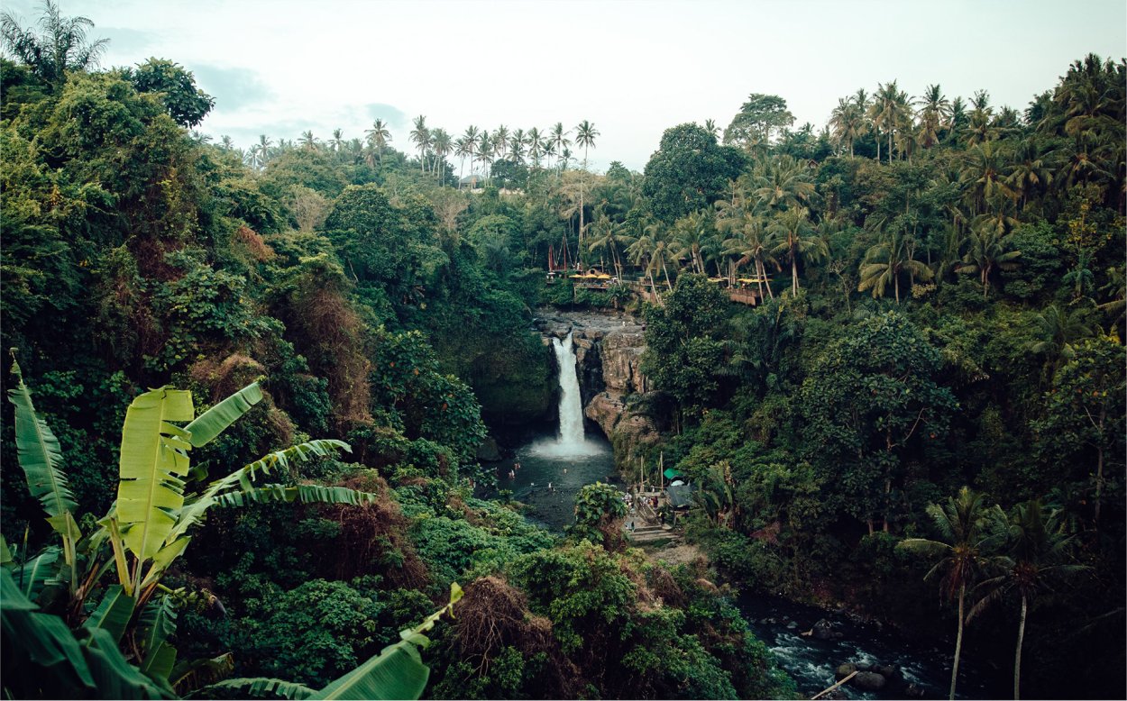 Амазонский дождевой лес