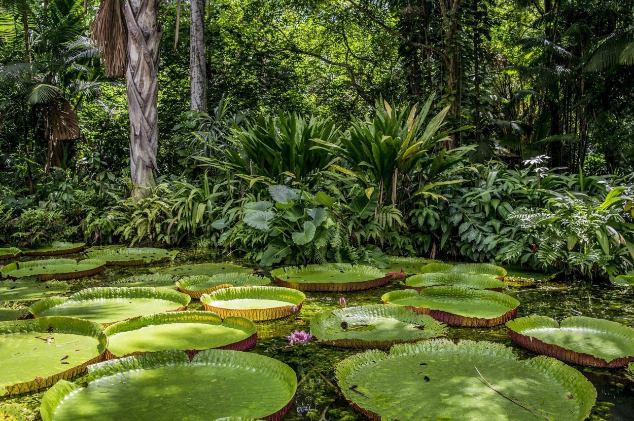 Тропические леса амазонки в Бразилии