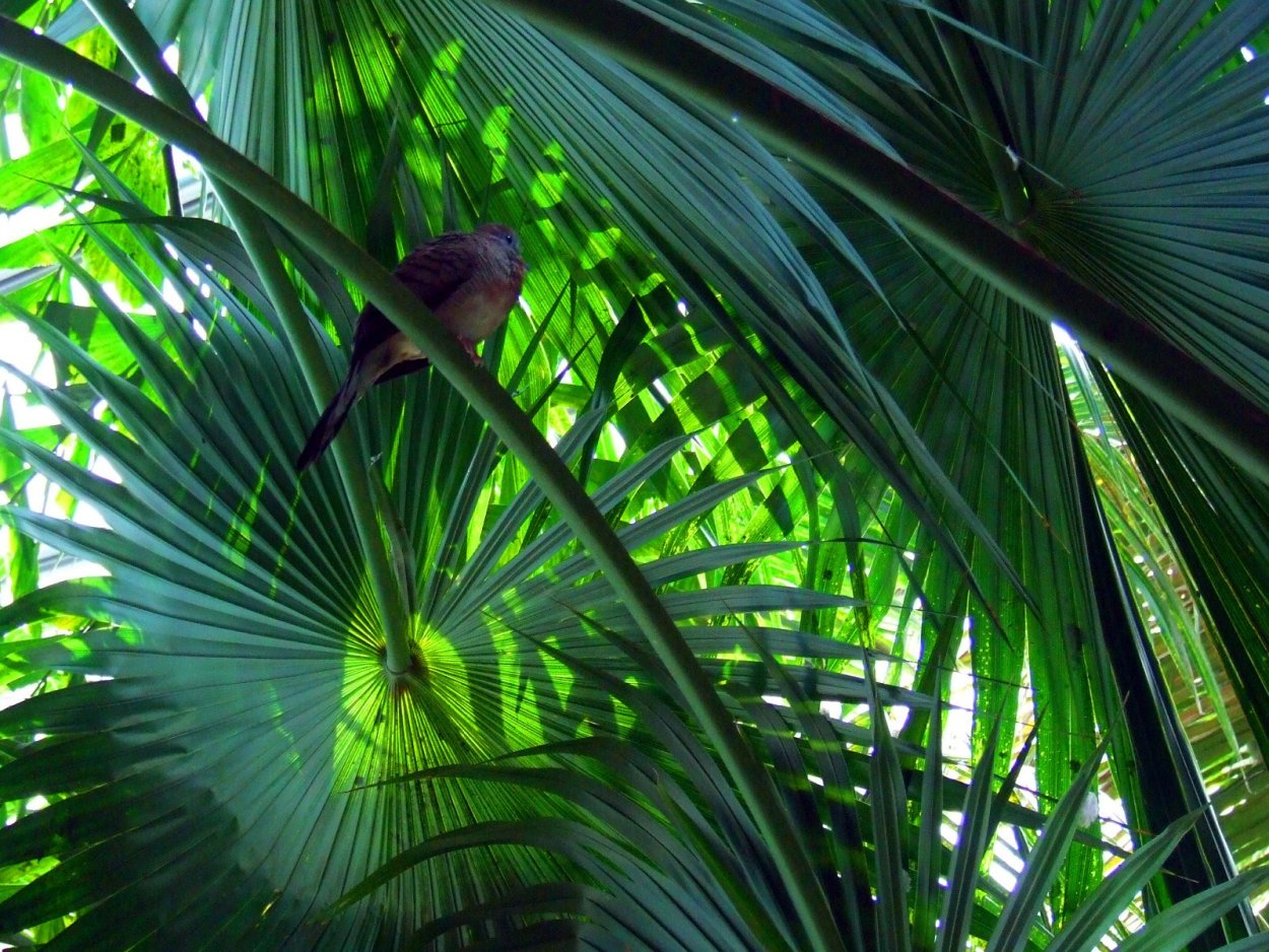 Тропические джунгли Индии