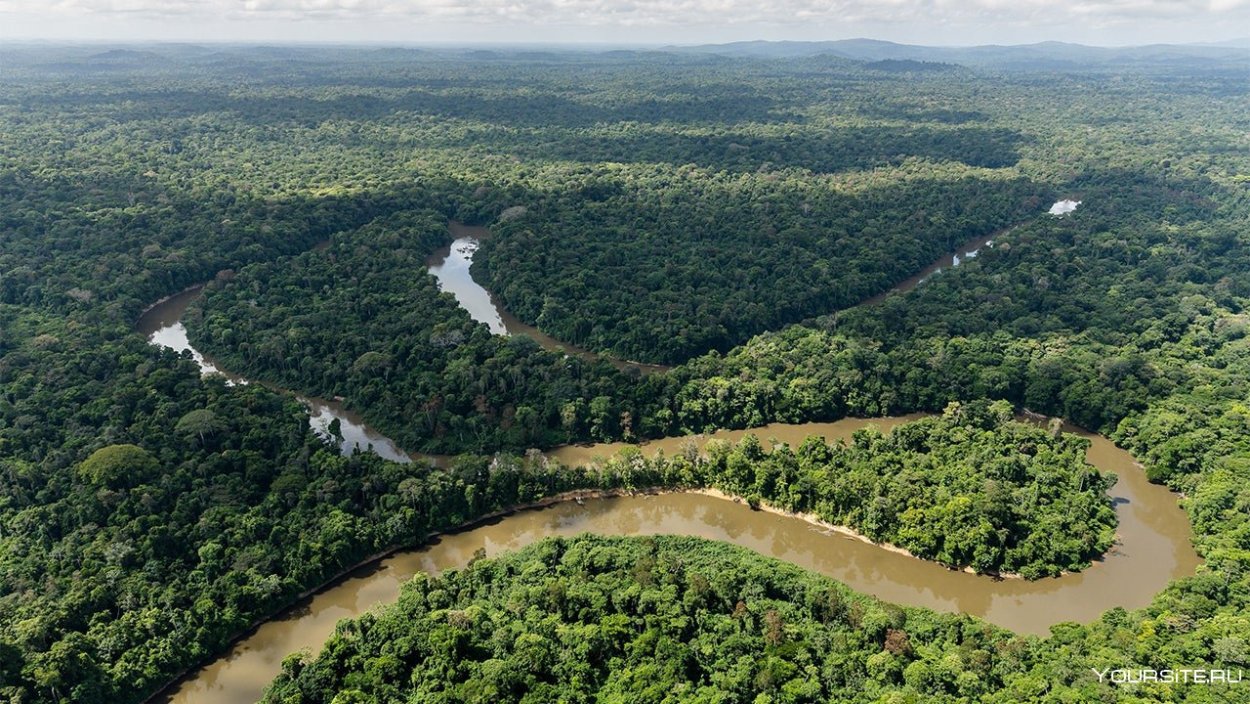 Парк Ясуни Эквадор