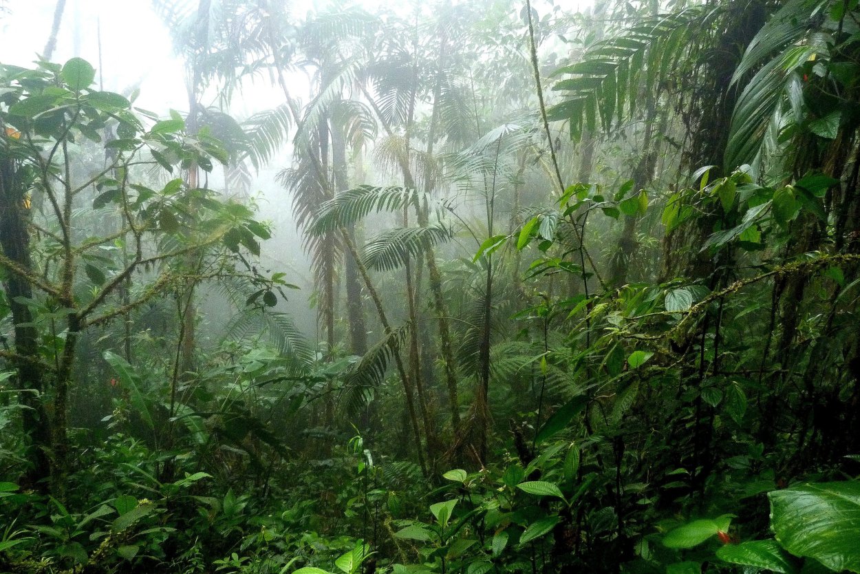 Бразилия Амазонка тропики цветы