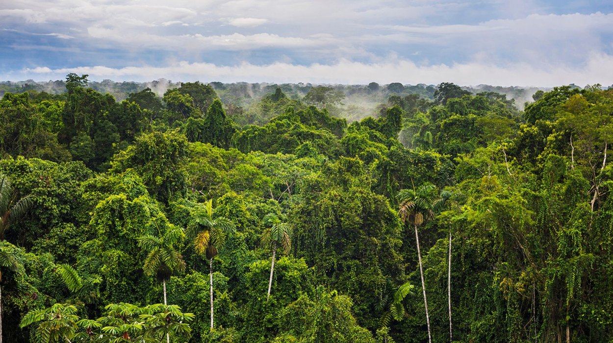 Тропические леса амазонки в Бразилии