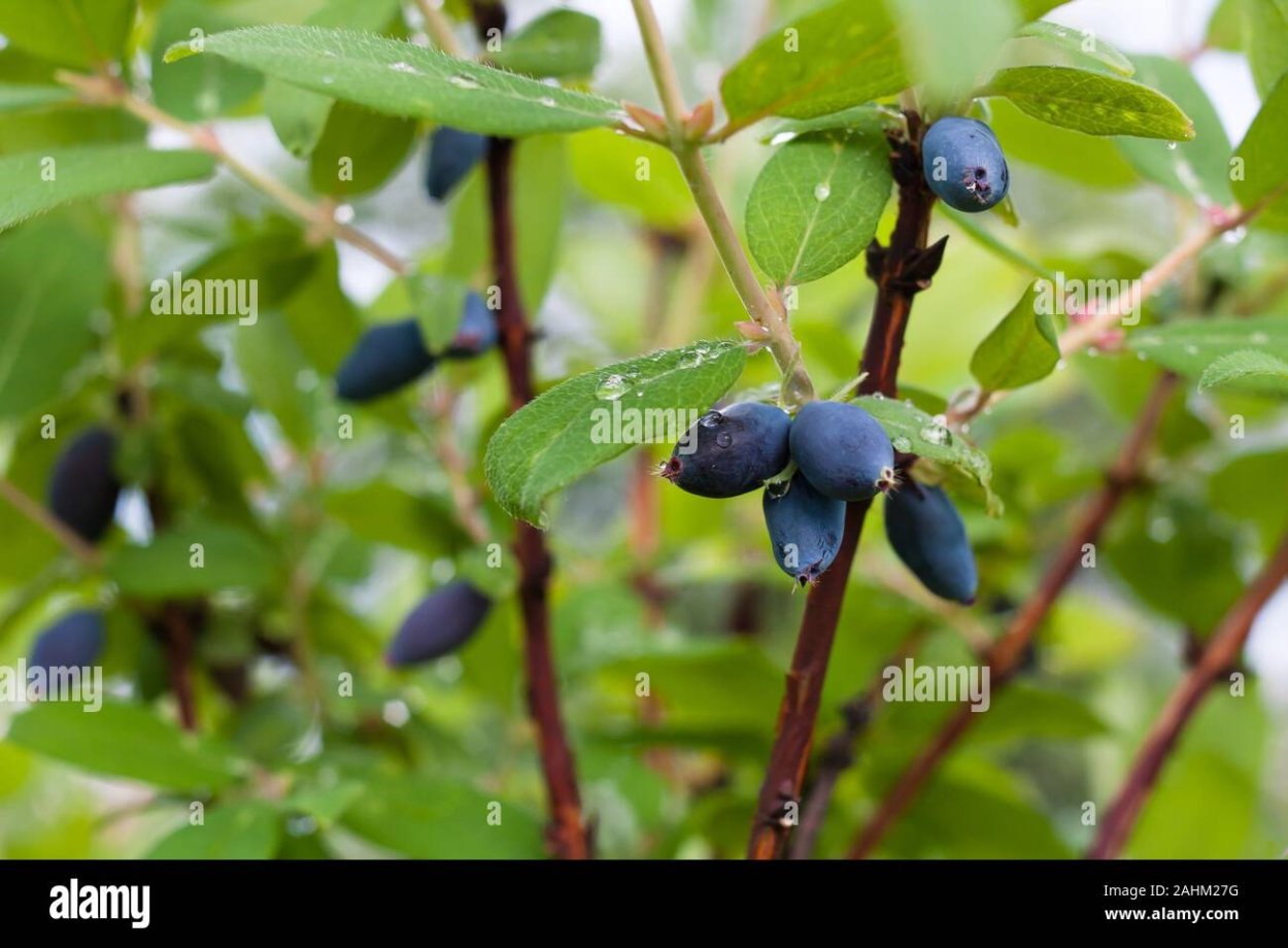 Жимолость кора кустарника