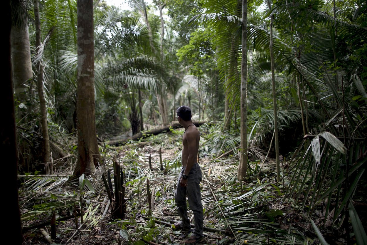 Тропические дождевые леса Амазонии