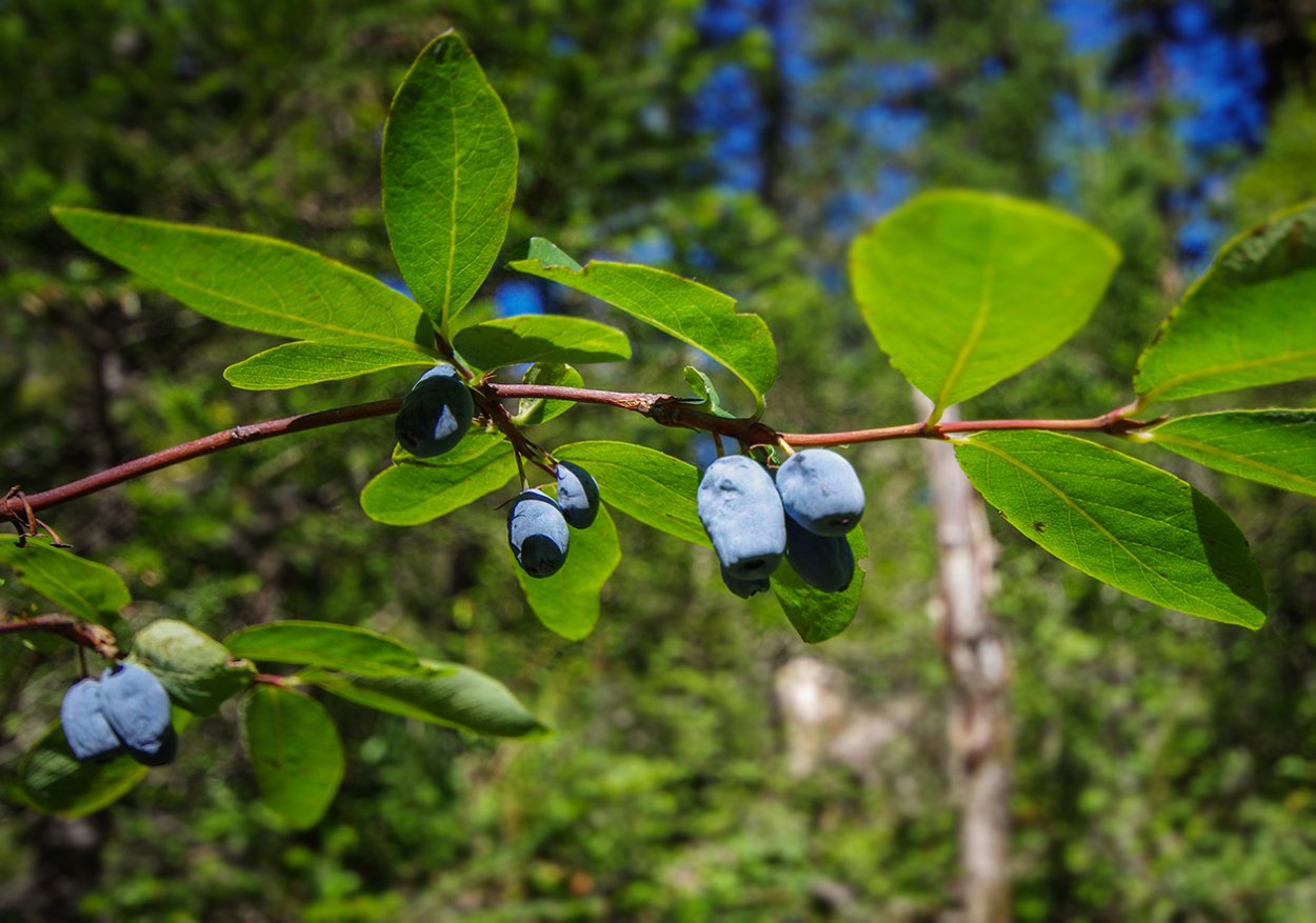 Жимолость листья