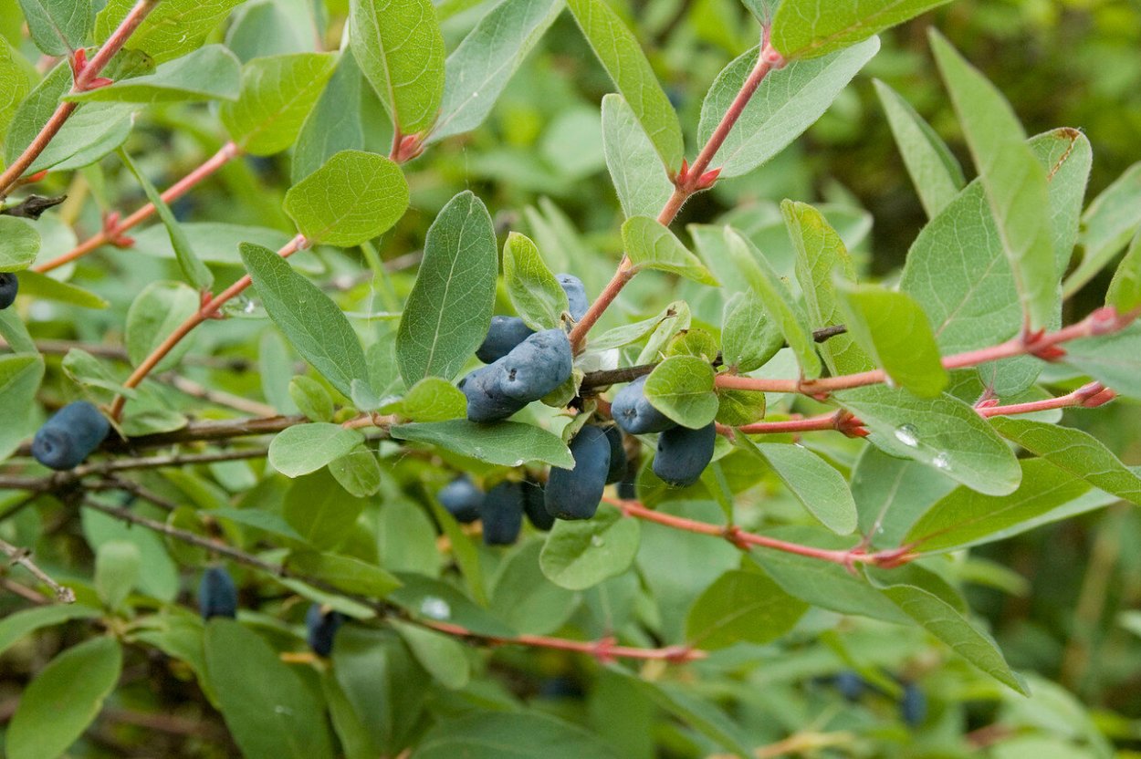Жимолость съедобная нимфа
