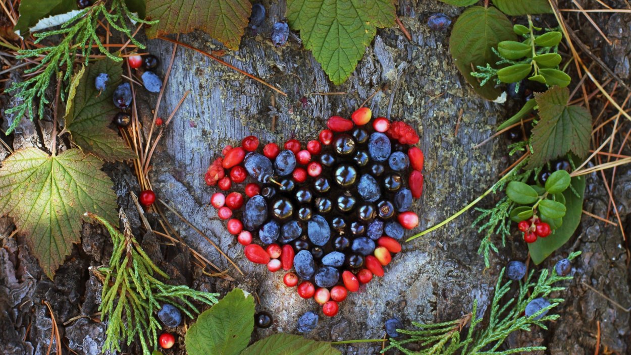 Жимолость Лесная