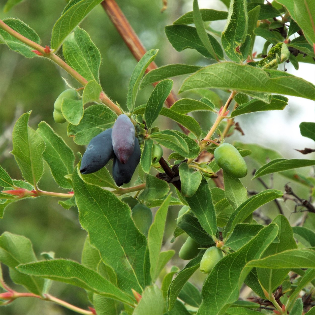 Бузина травянистая ягоды