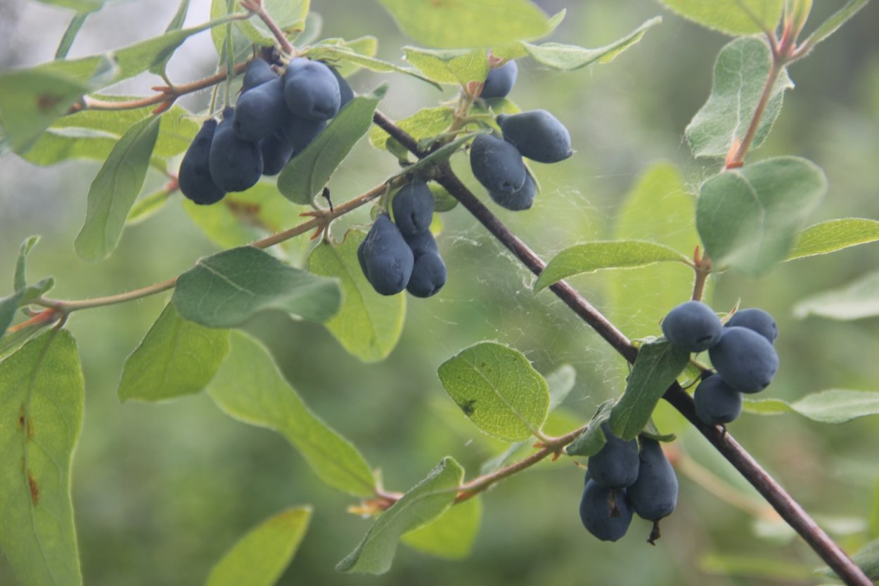 Жимолость съедобная ягода