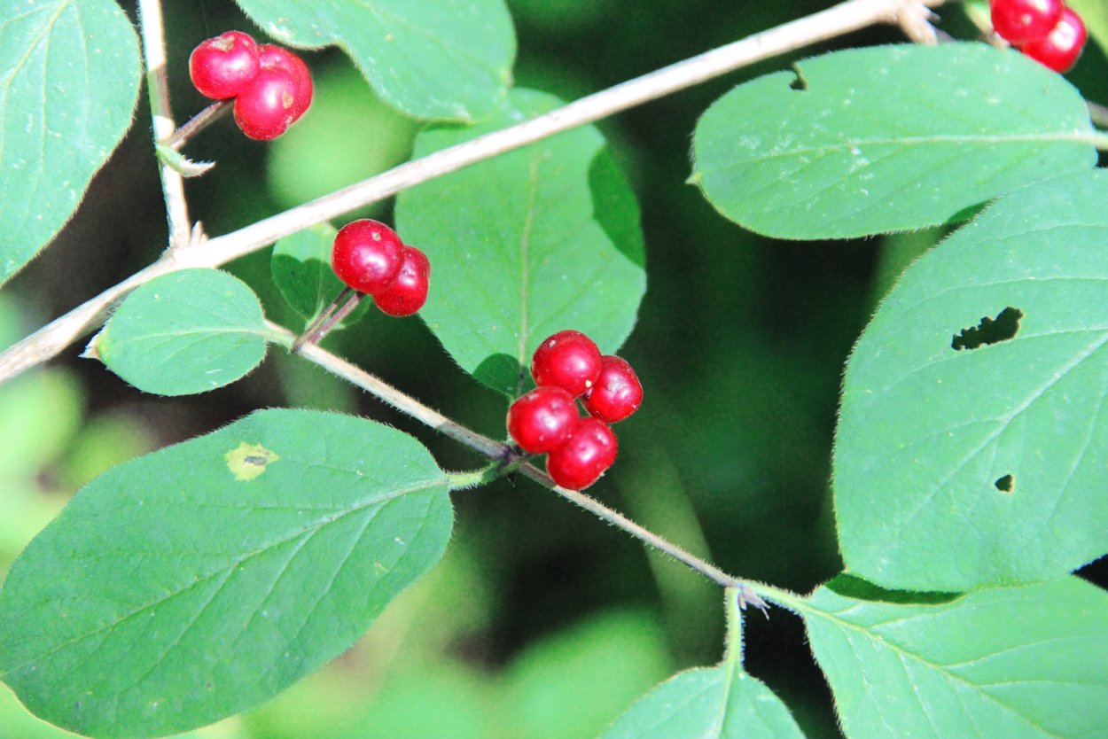 Магнолия падуболистная