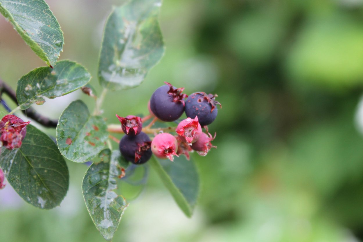 Жимолость на белом фоне