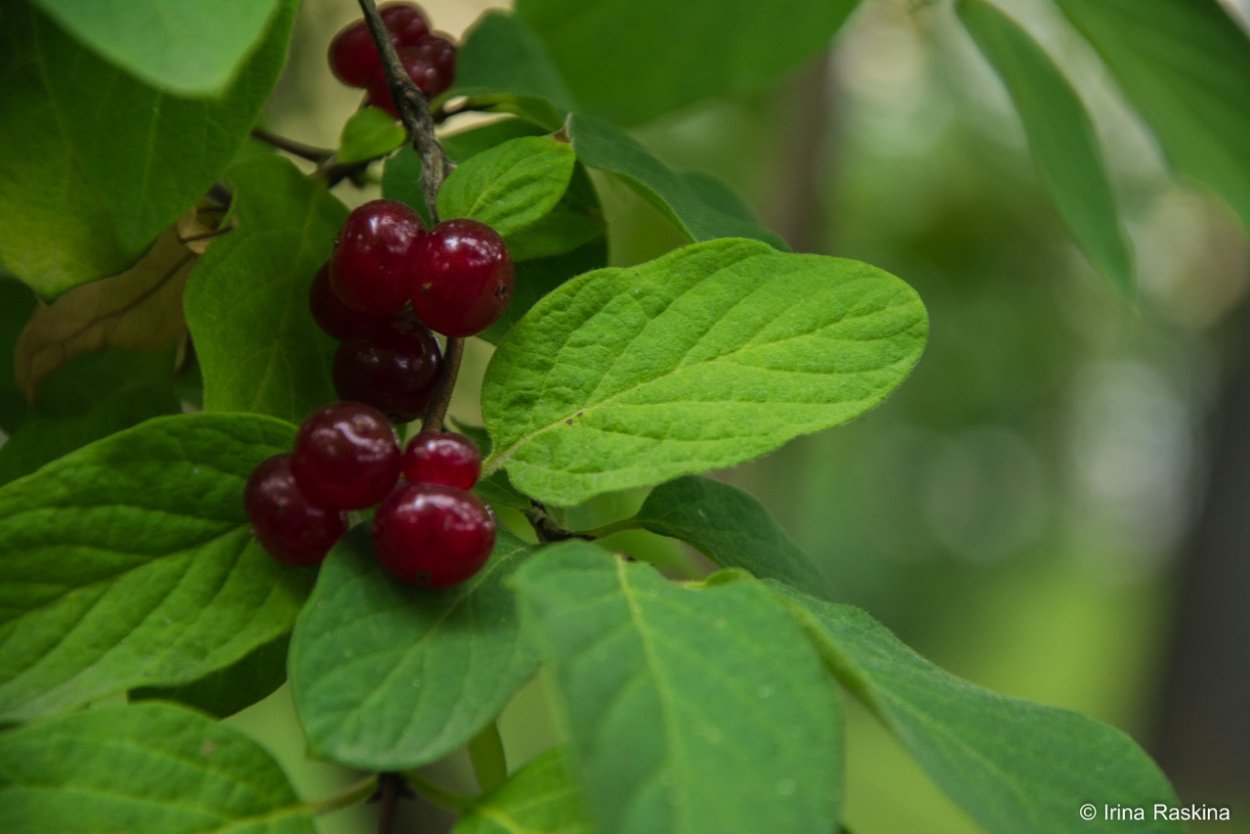 Жимолость Волчья ягода