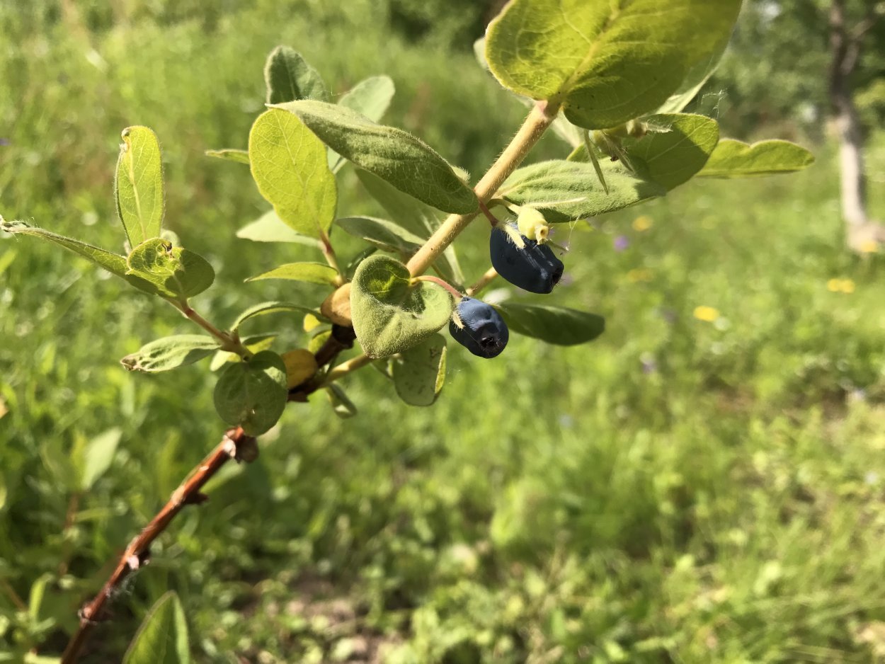 Крушина ломкая Волчья ягода