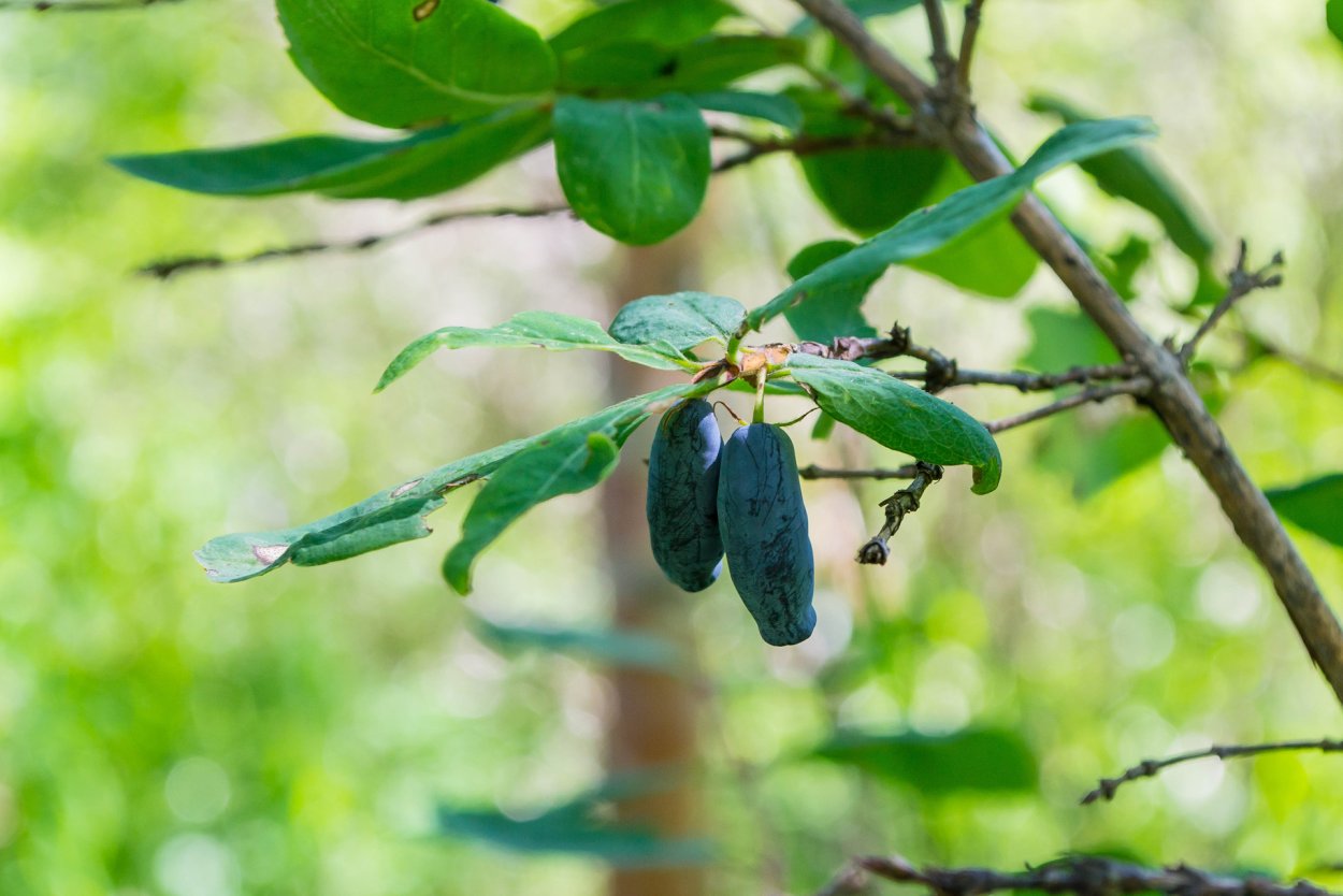 Жимолость Кавказская съедобная