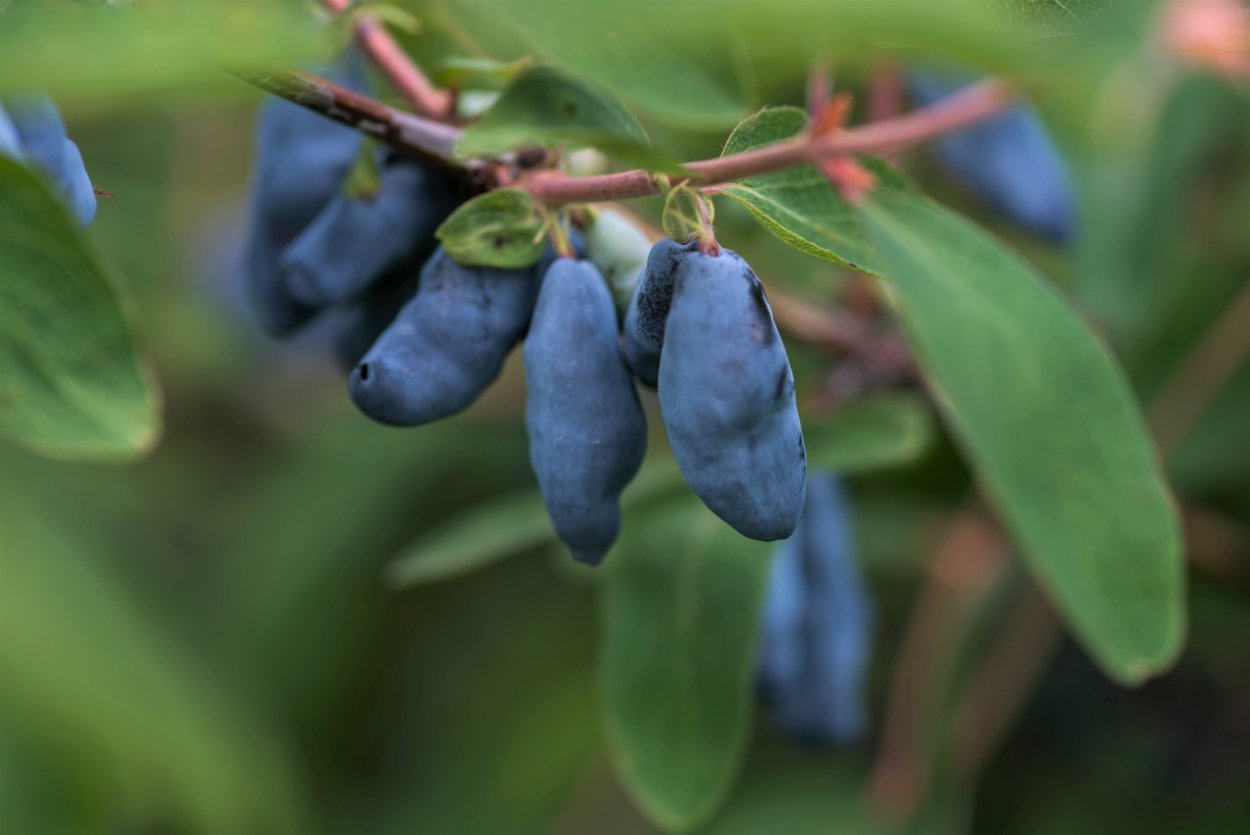 Ягоды на кустах