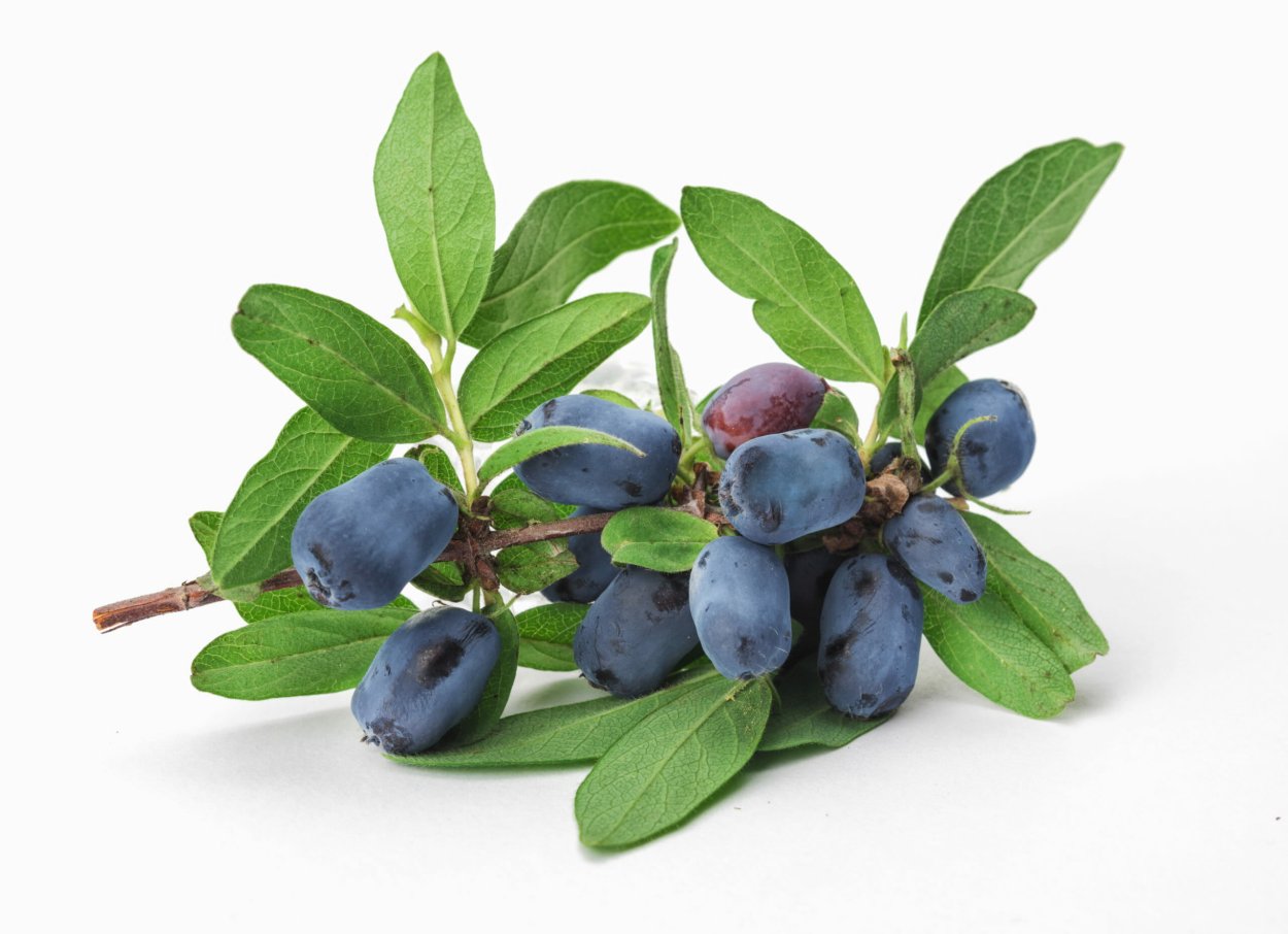 Жимолость обыкновенная