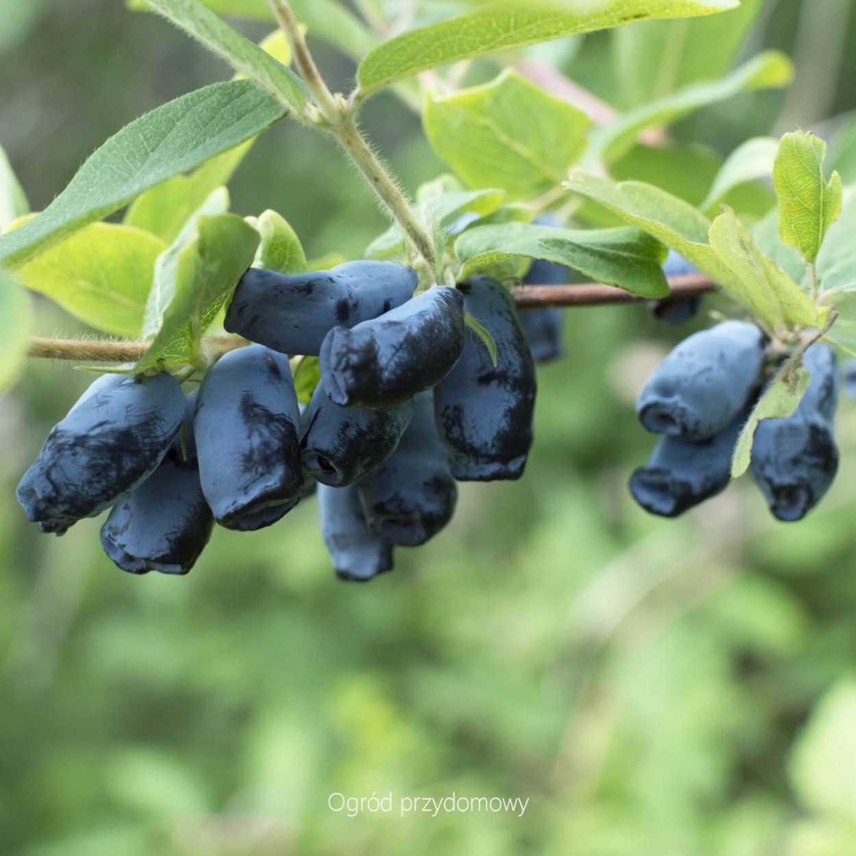 Лоницера Японика