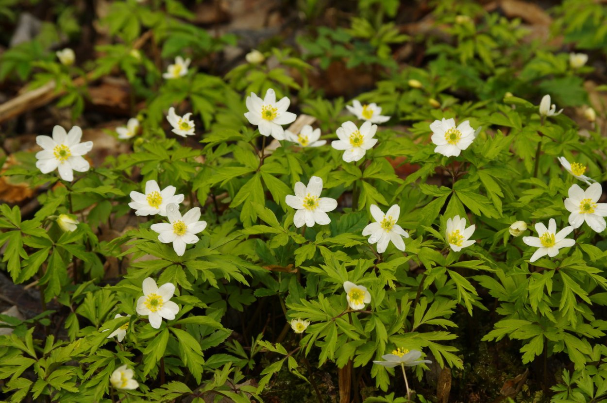 Анемона Лесная Anemone Sylvestris