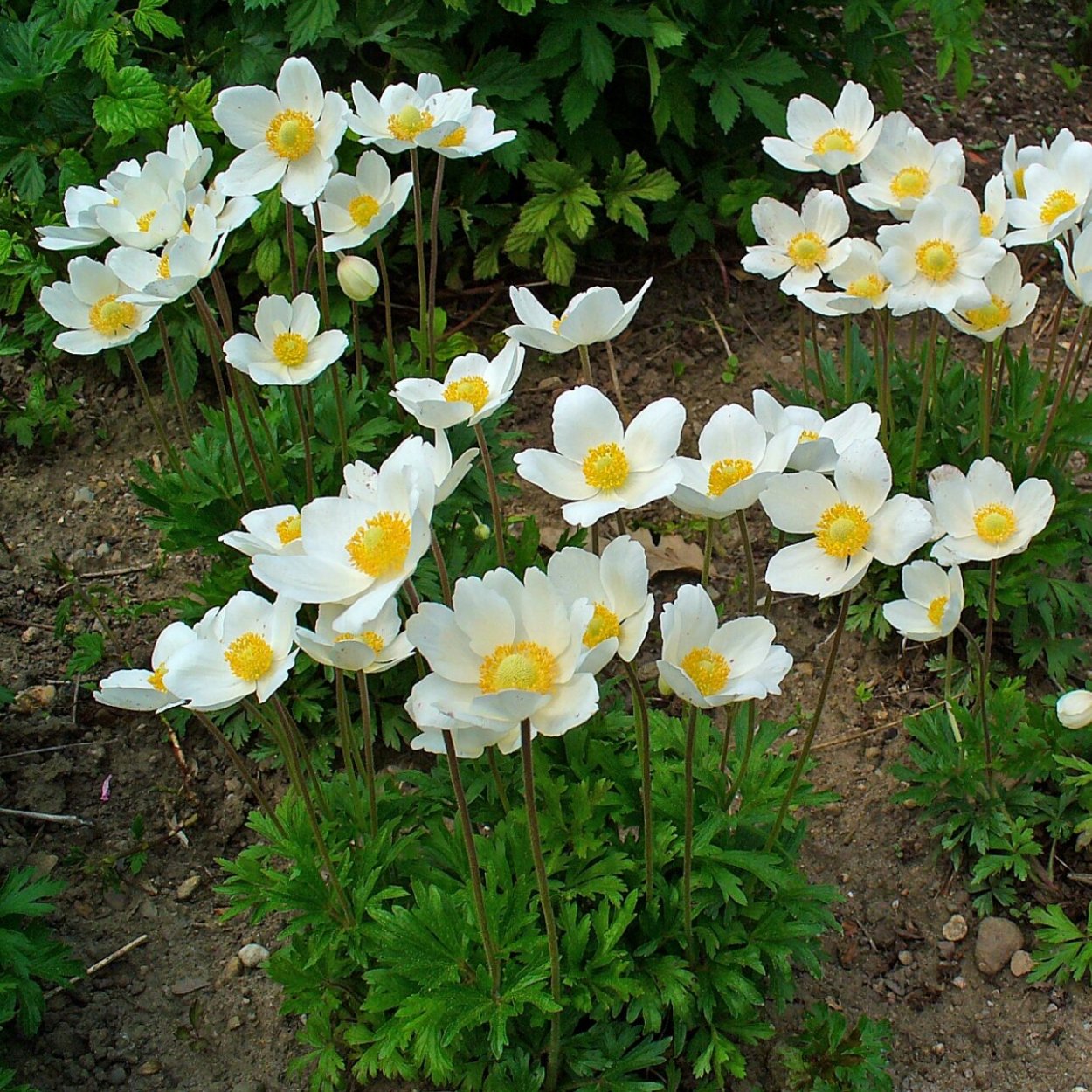 Ветреница Лесная (Anemone Sylvestris)