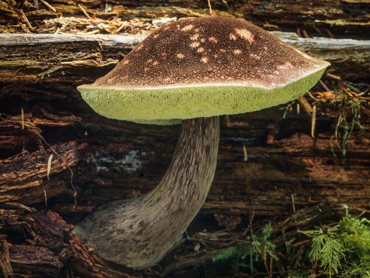 Боровик Королевский Болетовые