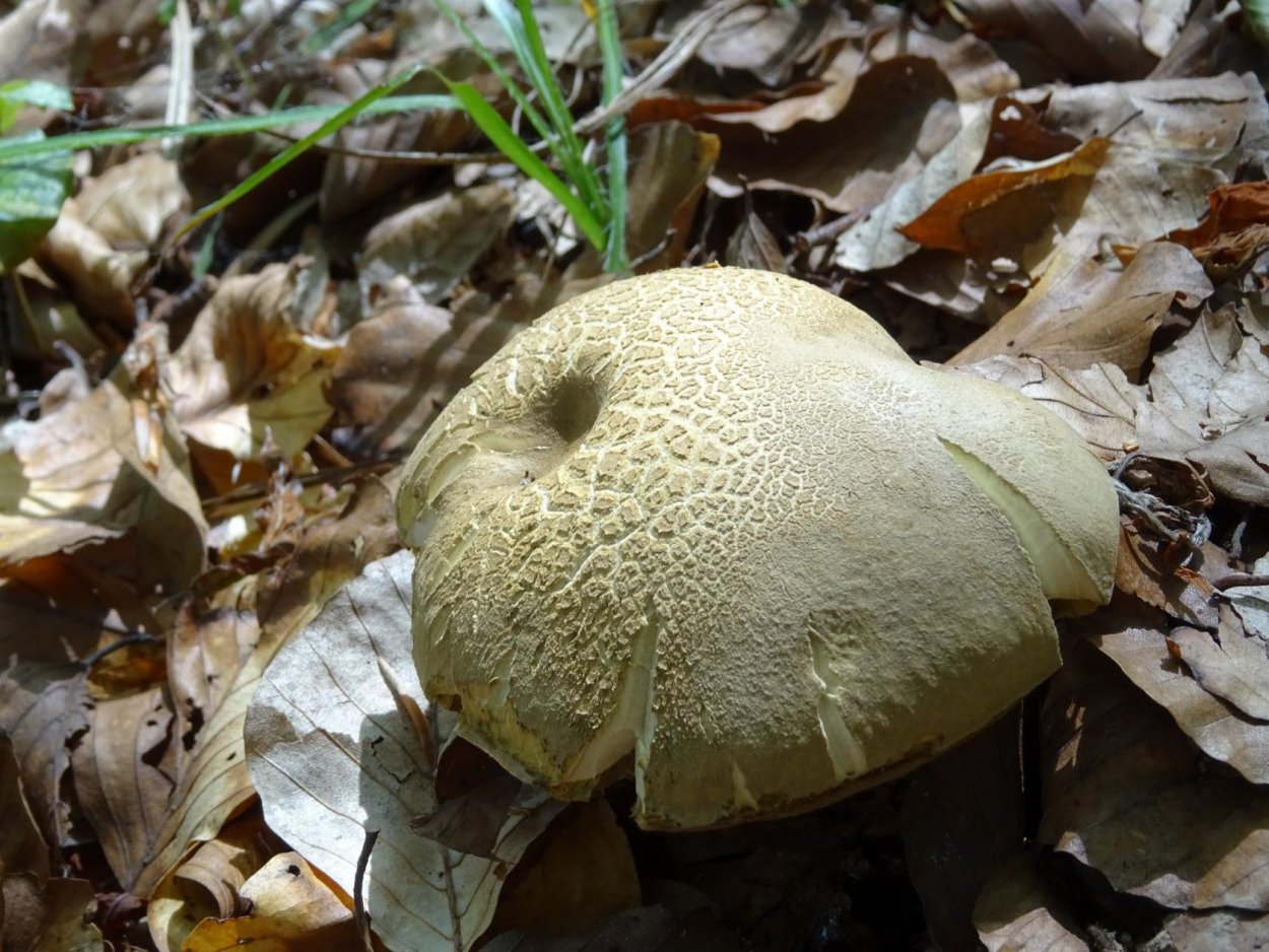 Гриб коренящийся Боровик