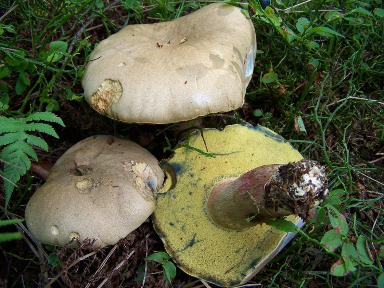 Боровик девичий (Boletus appendiculatus)