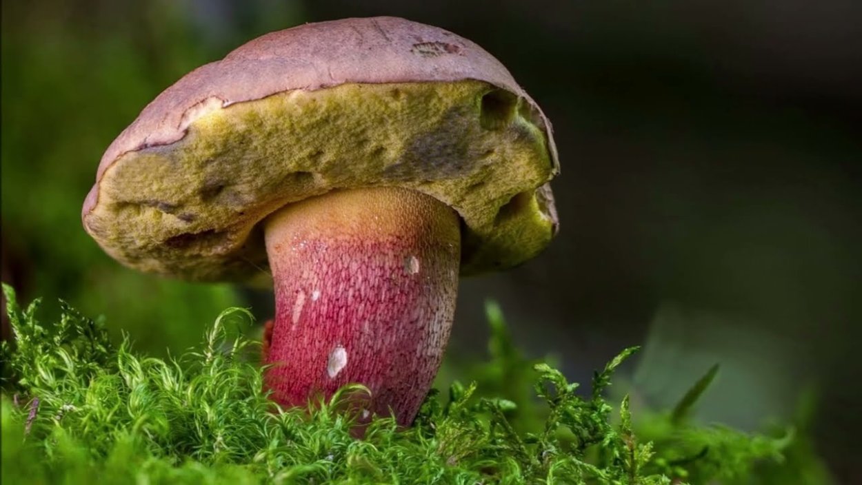 Болет полубронзовый