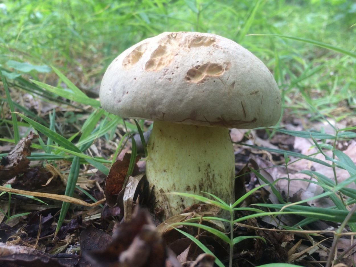 Боровик укореняющийся