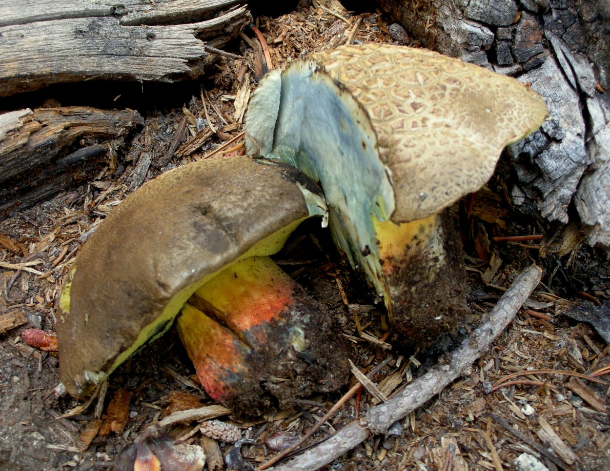 Боровик девичий (Boletus appendiculatus)