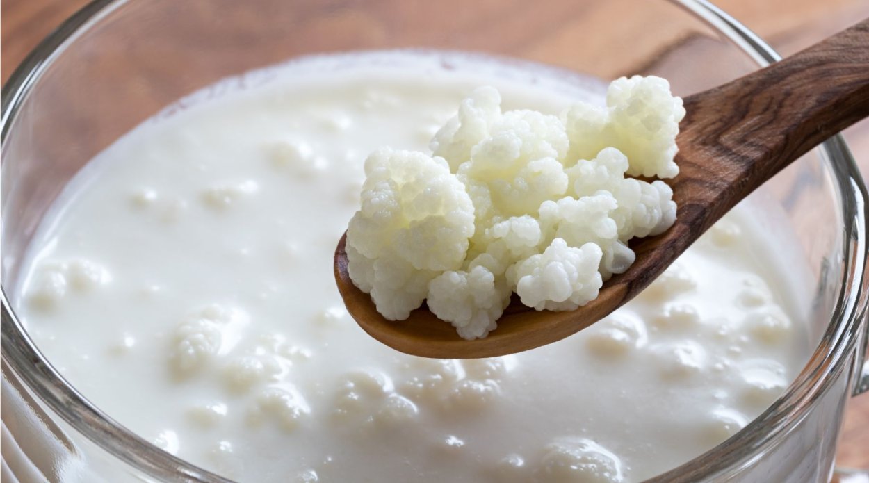 Плесень Penicillium roqueforti