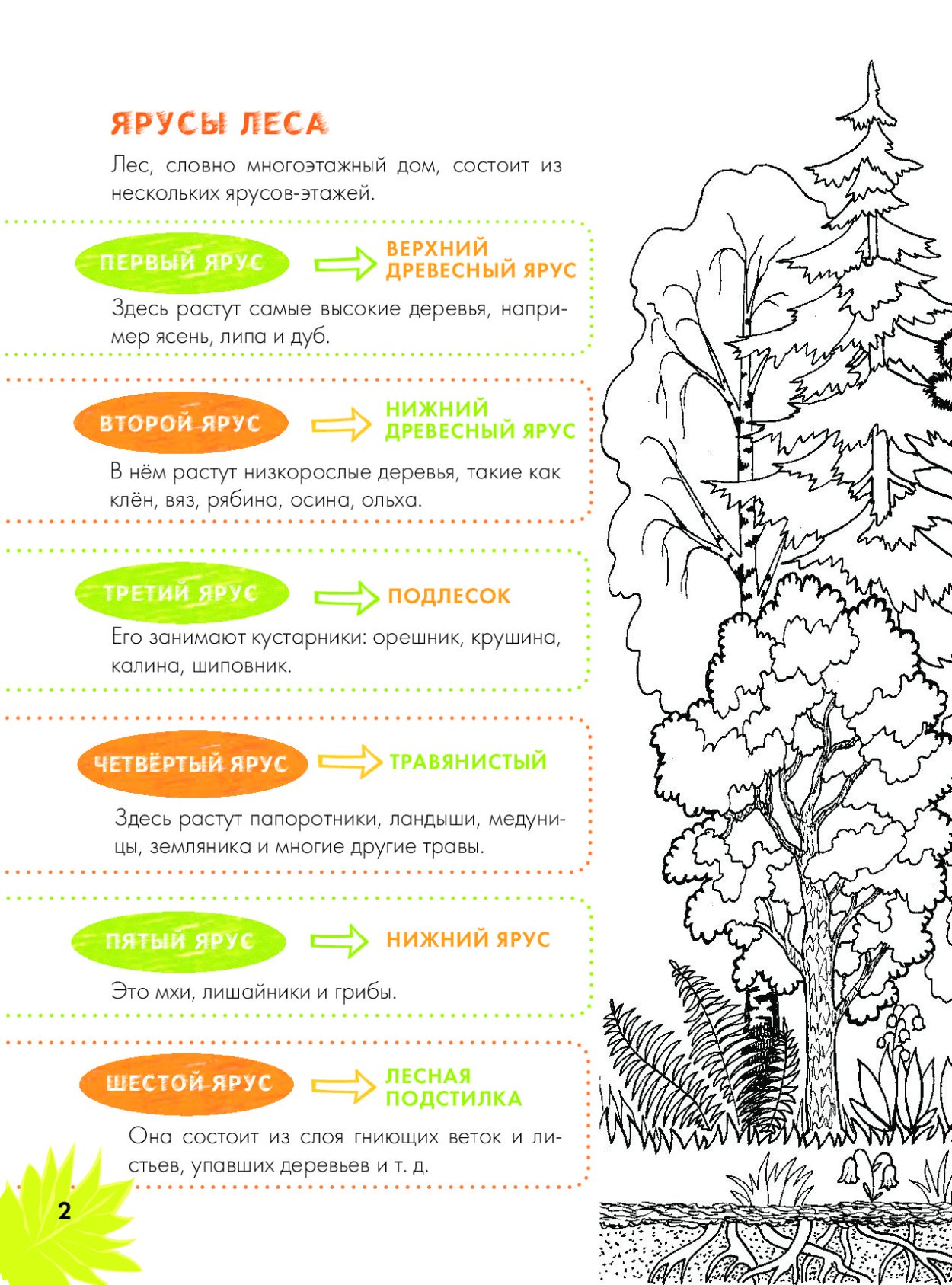 Ярусы растительности леса