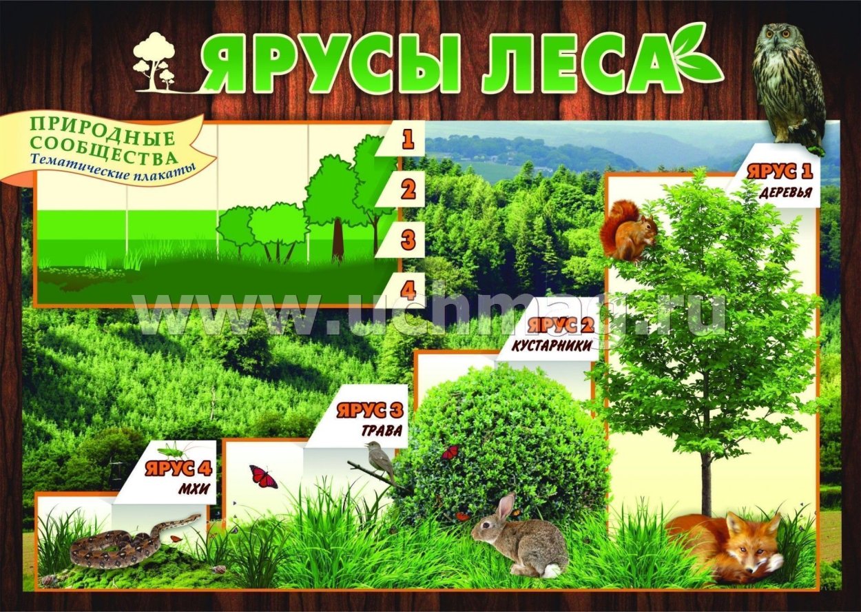 Плакат природные сообщества