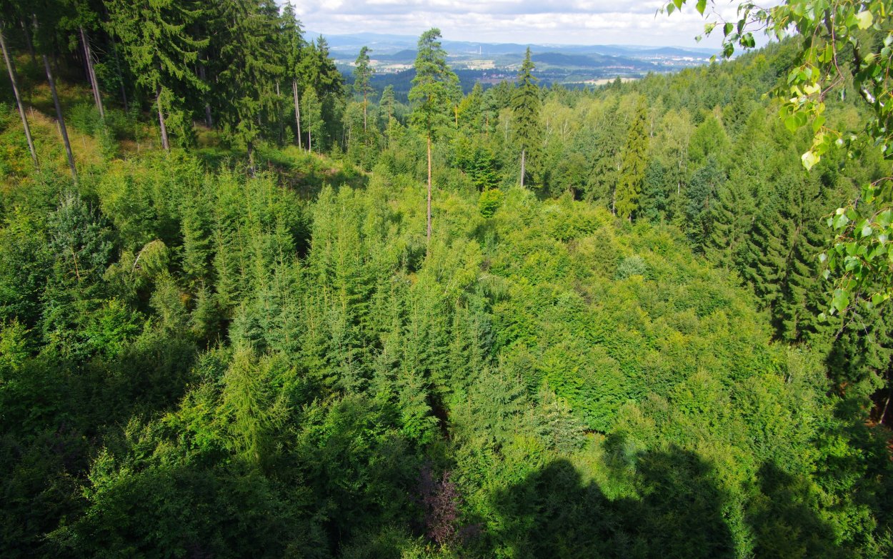 Ярусность в тропическом лесу