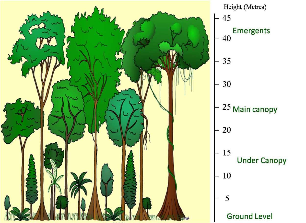 Ярусность травянистая
