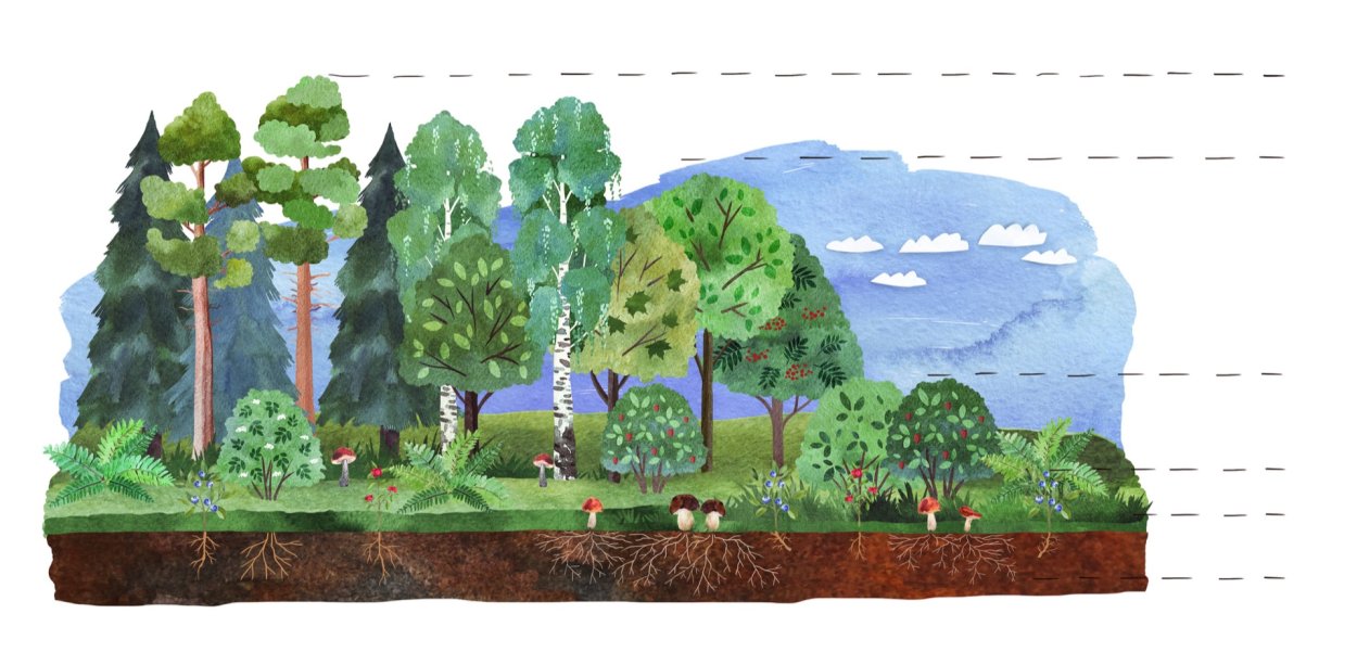 Этажи леса ярусность в лесу