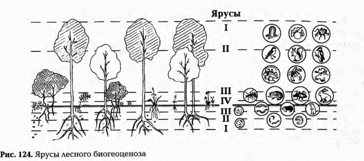 Елово Пихтовый лес темный