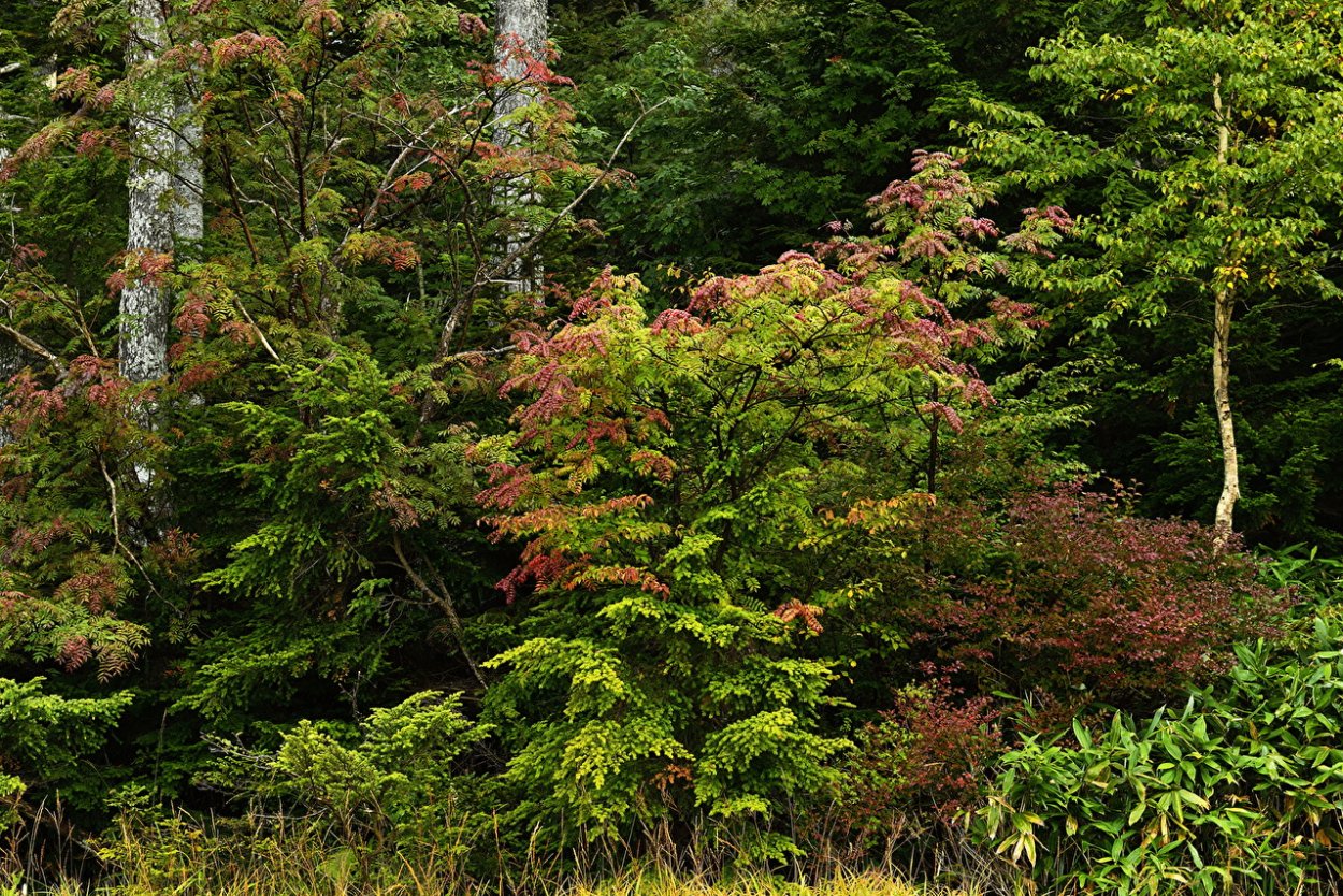 Сосняк Орляковый