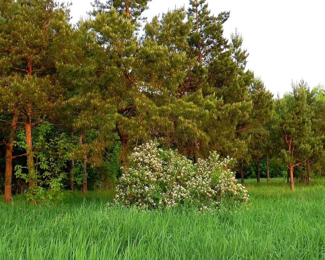 Экосистема лес