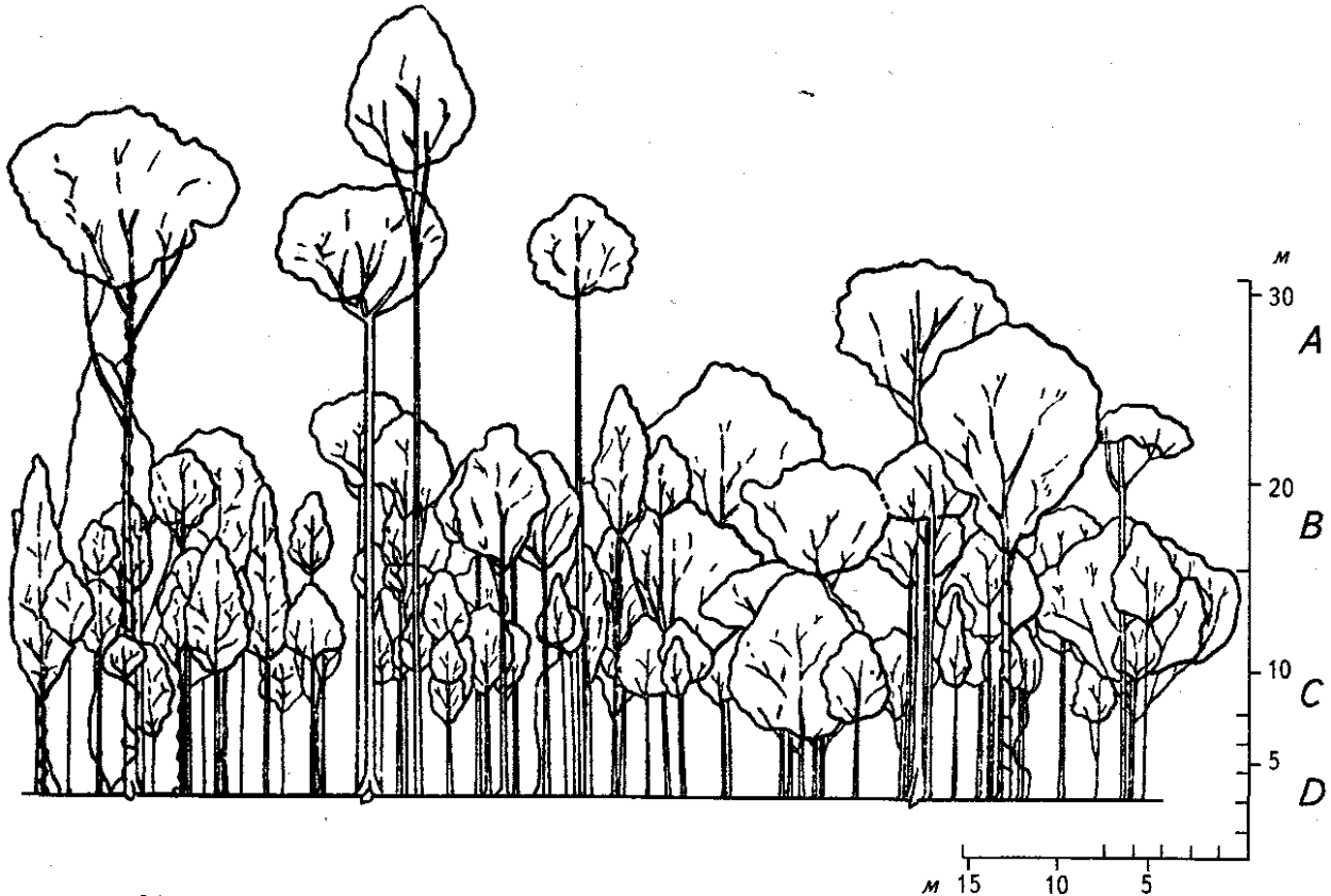 Мелколиственные леса растительность