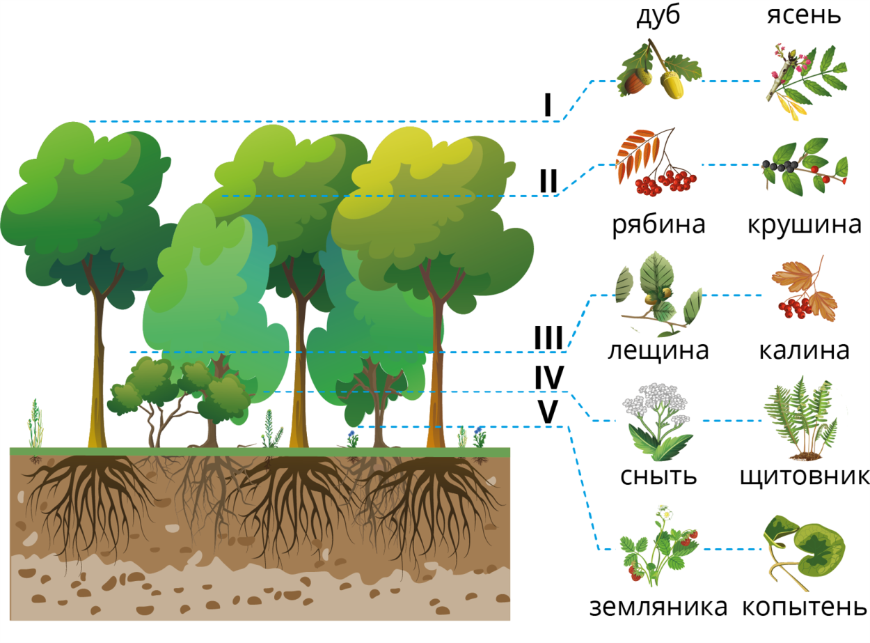 Лесные этажи ярусы лиственного леса. Ярусы широколиственного леса. Ярусность растений леса. Ярусность в широколиственном лесу.