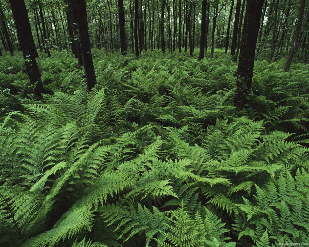 Хвойный лес Удмуртии