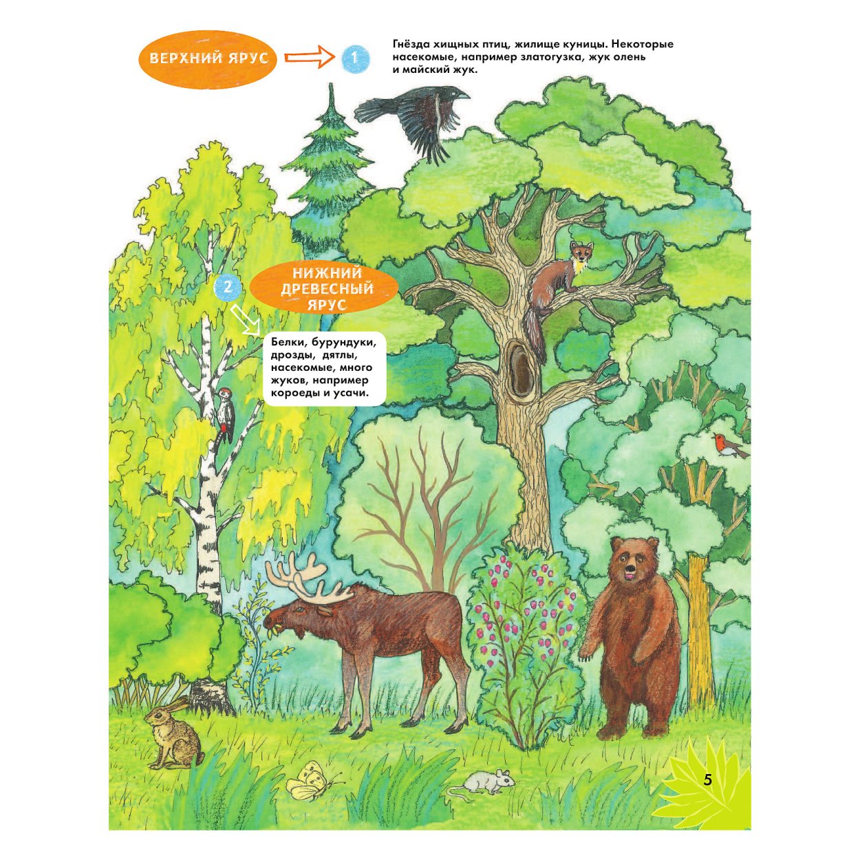 Травянисто кустарничковый ярус