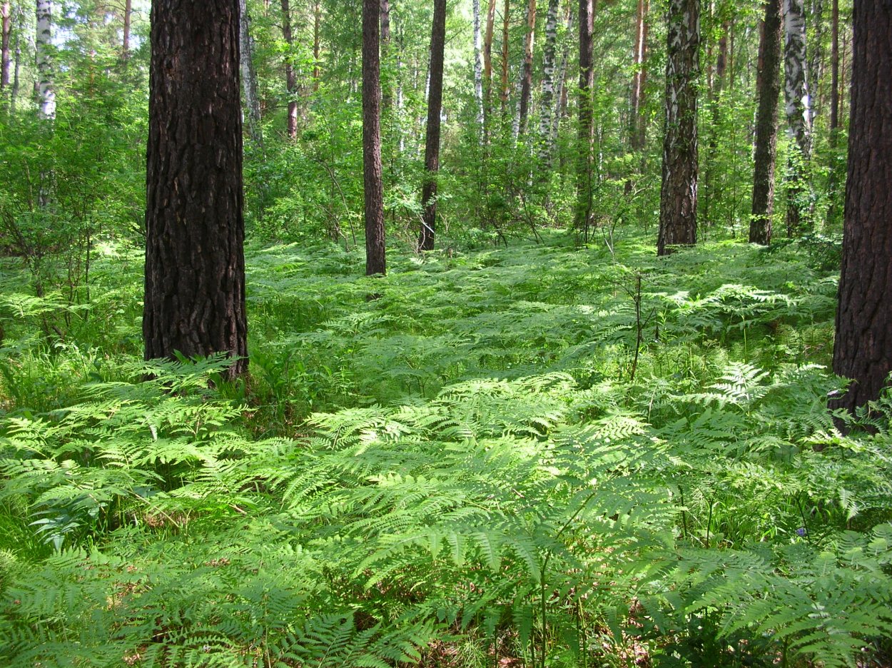 Дудник Лесной листья