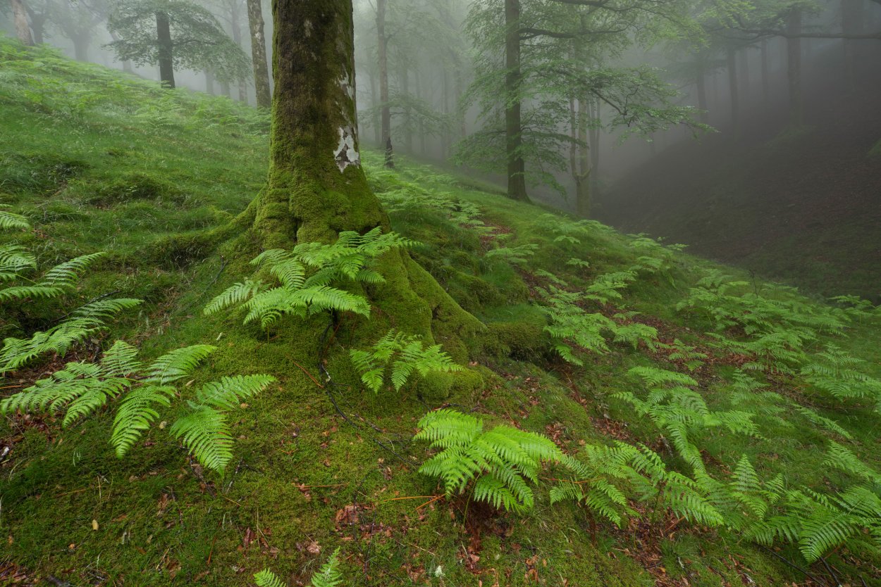 Лес пихта кедр