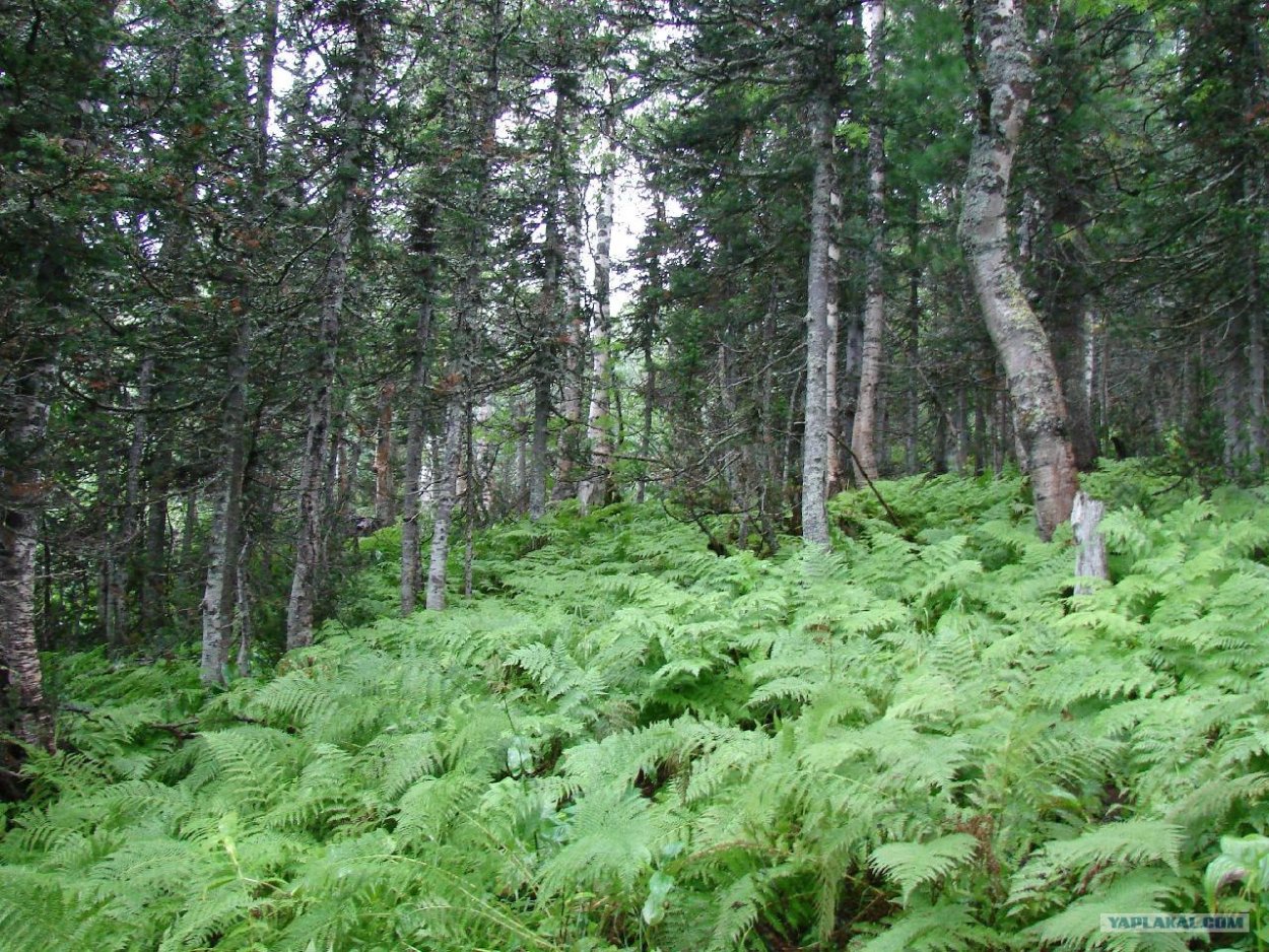 Хвойный лес ельник